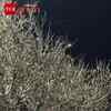 Article image for: Parrots Fill <i class="tbold">Rajasthan</i> Tree in Stunning Viral Scene