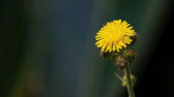 Dandelion