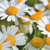 Chamomile
