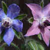 Borage