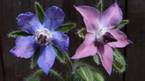 Borage