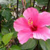 Hibiscus