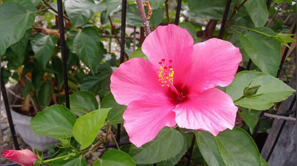 Hibiscus