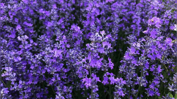 Lavender
