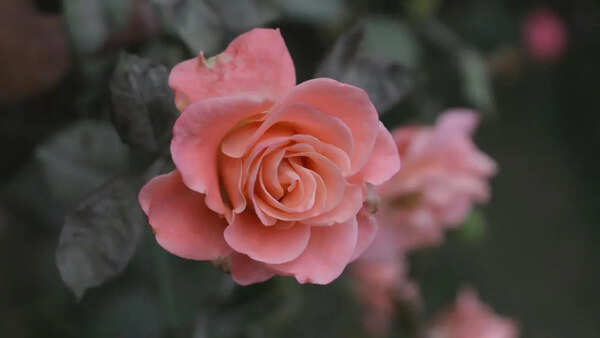 Rose Pictures