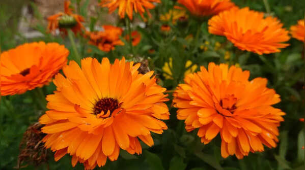 Calendula (Pot Marigold)