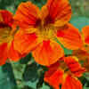 Nasturtium