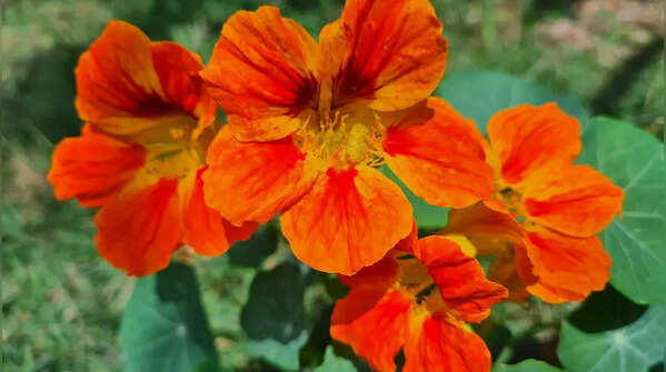 Nasturtium