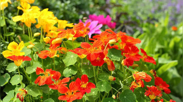 8 edible flowers to grow for a naturally colourful culinary style