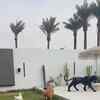 Article image for: Dubai pets get adopted amid the war situation.