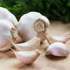 Garlic