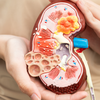 Article image for: Why kidney damage goes unnoticed for so long