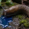 Slugs have blue blood