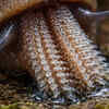 Slugs can have up to 27,000 teeth