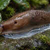 Slugs produce mucus for movement