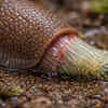 Slugs can regenerate lost body parts