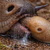 Slugs can be carnivorous