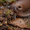 They play a key role in ecosystems