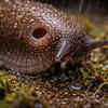 Slugs rely heavily on moisture