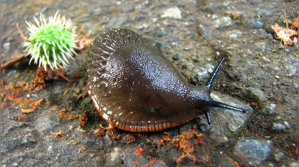 10 surprising facts about slugs: From blue blood to 27,000 teeth