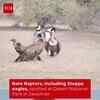 Article image for: Raptors Gather at Desert National Park, Highlighting Conservation Importance