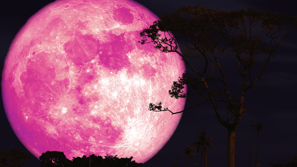 Pink Stills