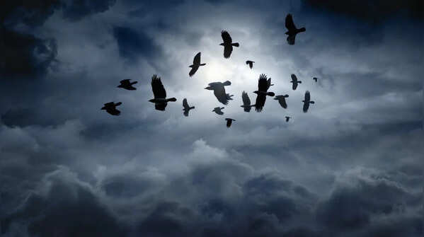 The Ravens of the tower