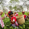 Article image for: PM Modi in <i class="tbold">Assam</i>