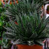 Lace Aloe (Aloe Aristata)