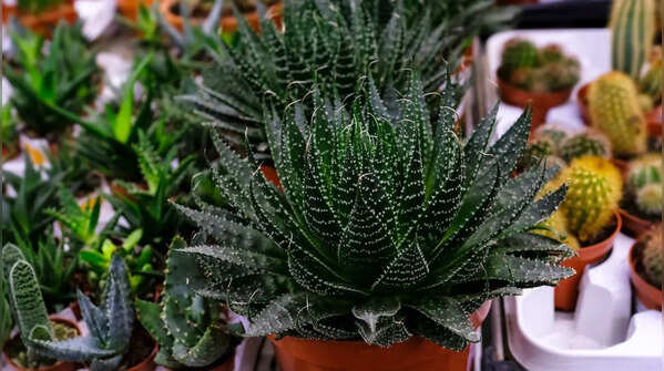 Lace Aloe (Aloe Aristata)