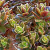Aeonium