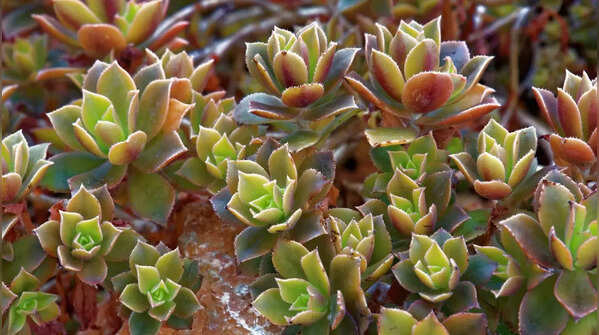 Aeonium