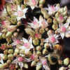 Sedum (Stonecrop)