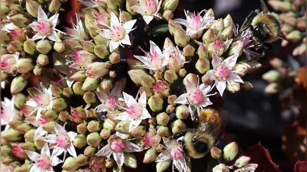 Sedum (Stonecrop)