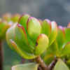 Jade Plant