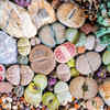 Lithops (Living Stones)