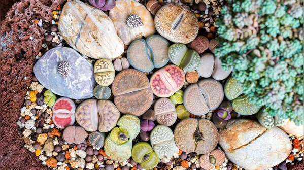 Lithops (Living Stones)