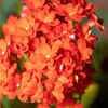 Kalanchoe (Flaming Katy)
