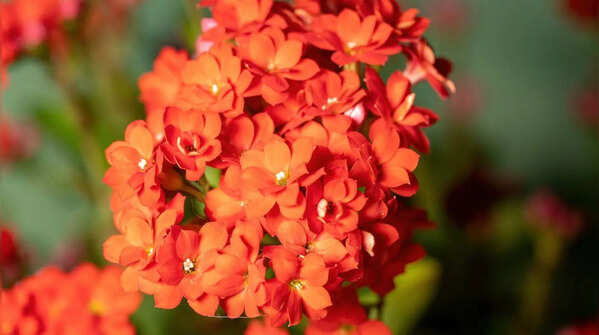 Kalanchoe (Flaming Katy)