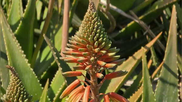 Aloe Vera