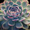 Echeveria