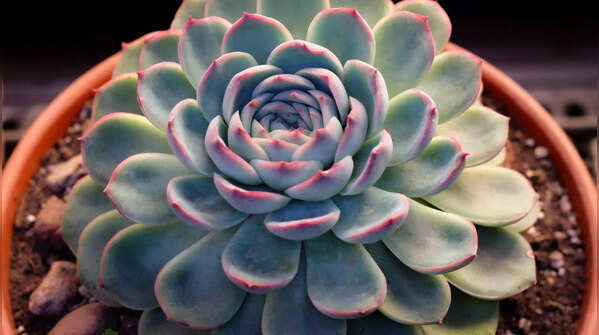 Echeveria