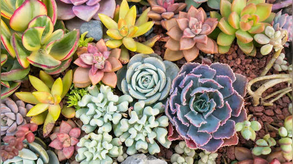 8 easy-care succulents that reward you with stunning flowers