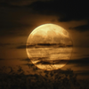 Article image for: Flower <i class="tbold">moon</i> (1 May 2026)