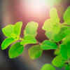 Article image for: <i class="tbold">basil</i>
