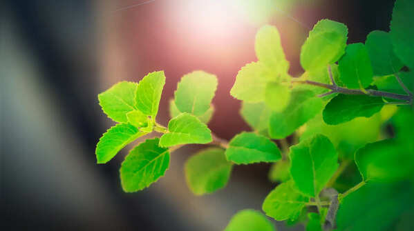 Basil