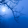 Article image for: Blue <i class="tbold">moon</i> (31 May 2026)