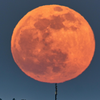 Article image for: Strawberry Moon (29 June 2026)