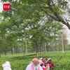 Article image for: PM Modi Visits Assam Tea <i class="tbold">garden</i>s, Plucks Leaves, Interacts With Workers