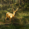 The golden deer